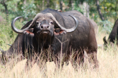 Buffalo