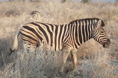 Zebra_Etosha
