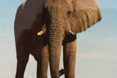 mushara_elephant