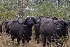 South Africa