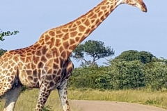 South Africa