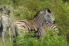 South Africa