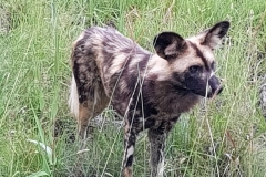 South Africa