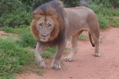 lion-south-africa