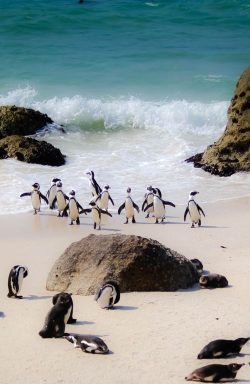 Sea Tours Africa